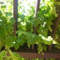 Rosicrucian Park: Grape Arbor