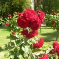 Rosicrucian Park: Red Roses